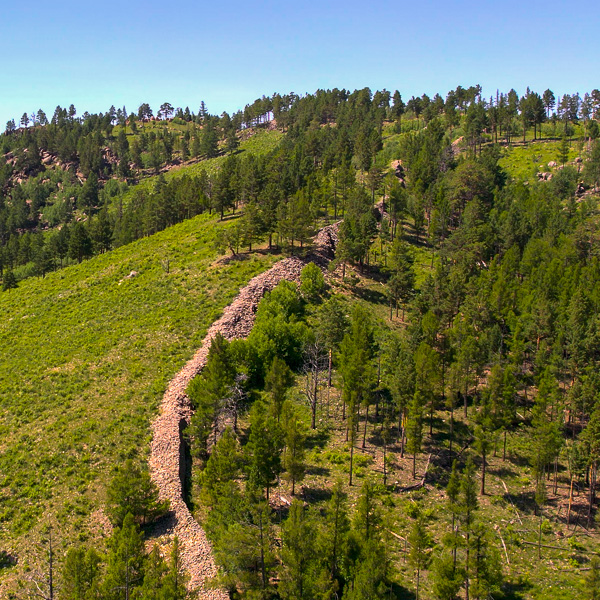 Forest Path
